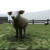 Crazy Cattle 3D img